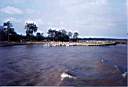 45 - troupeau fazenda entre Macapa et santarem.jpg